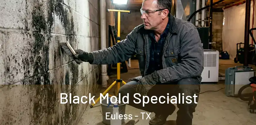  Black Mold Specialist Euless - TX