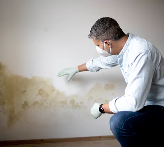 Mold Removal Service in Euless, TX